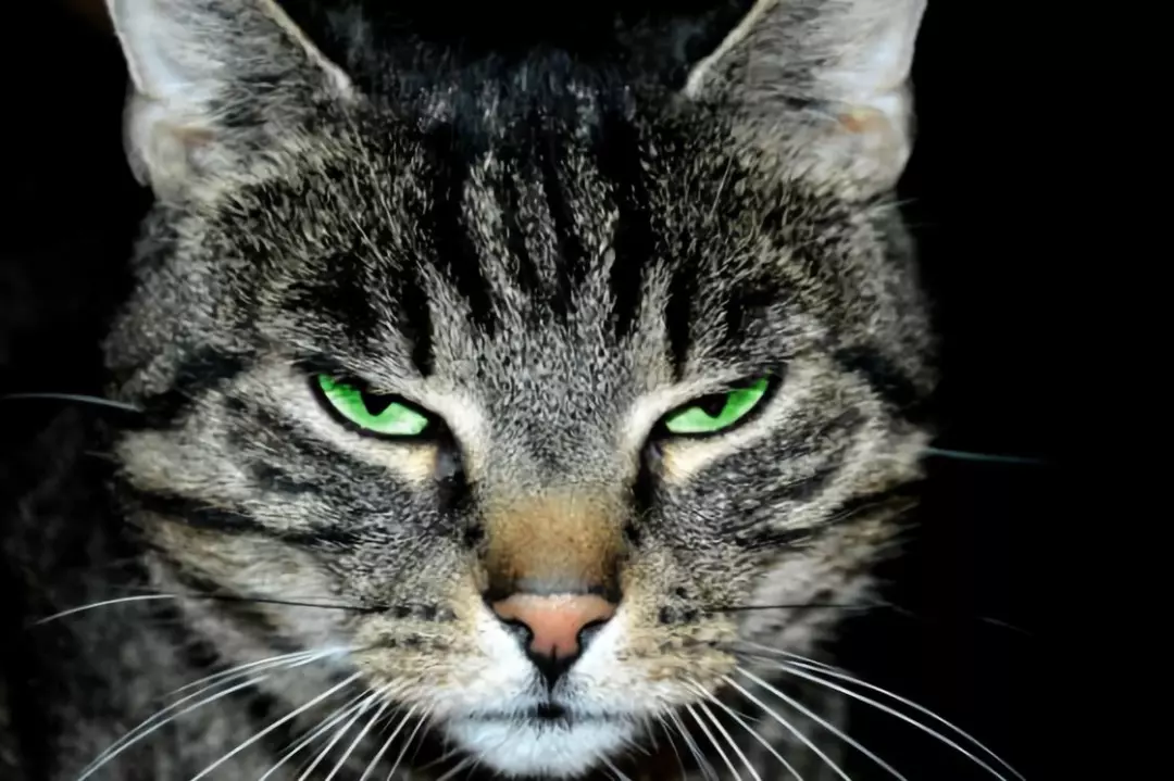 确認過眼神 一個不偏科(kē)的優等生(shēng)!(圖4) 确認過眼神 一個不偏科(kē)的優等生(shēng)!(圖4)